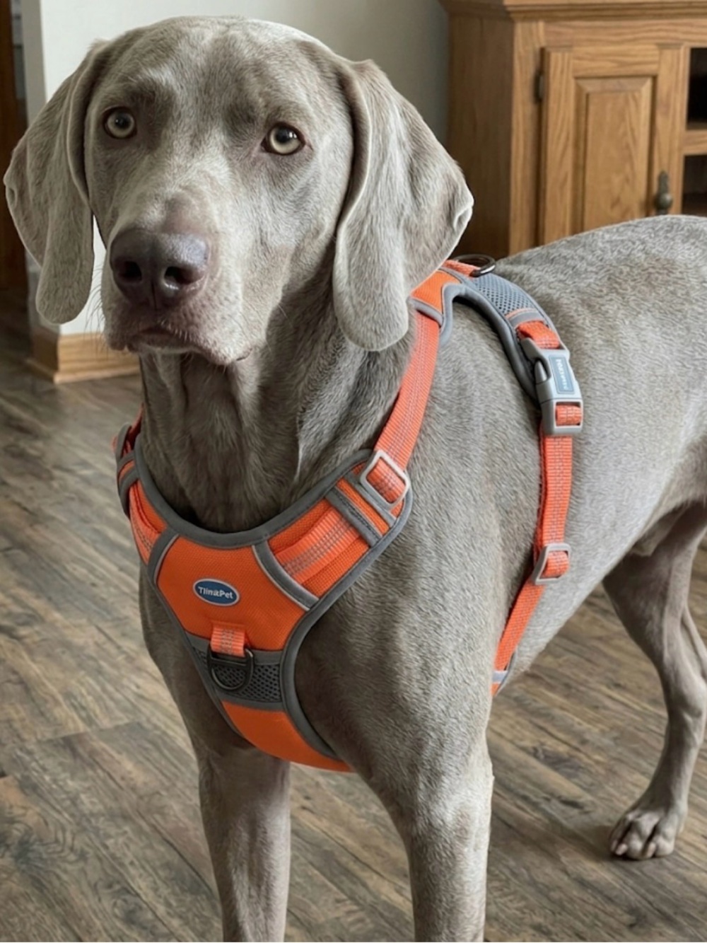 THINKPET No-Pull Dog Harness size M Orange Gray